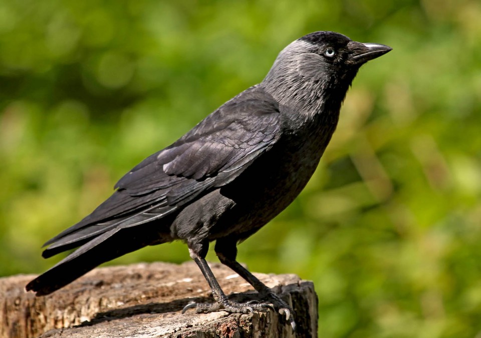 Галка — Corvus monedula