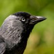 Галка — Corvus monedula