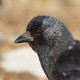 Даурская галка — Corvus dauuricus