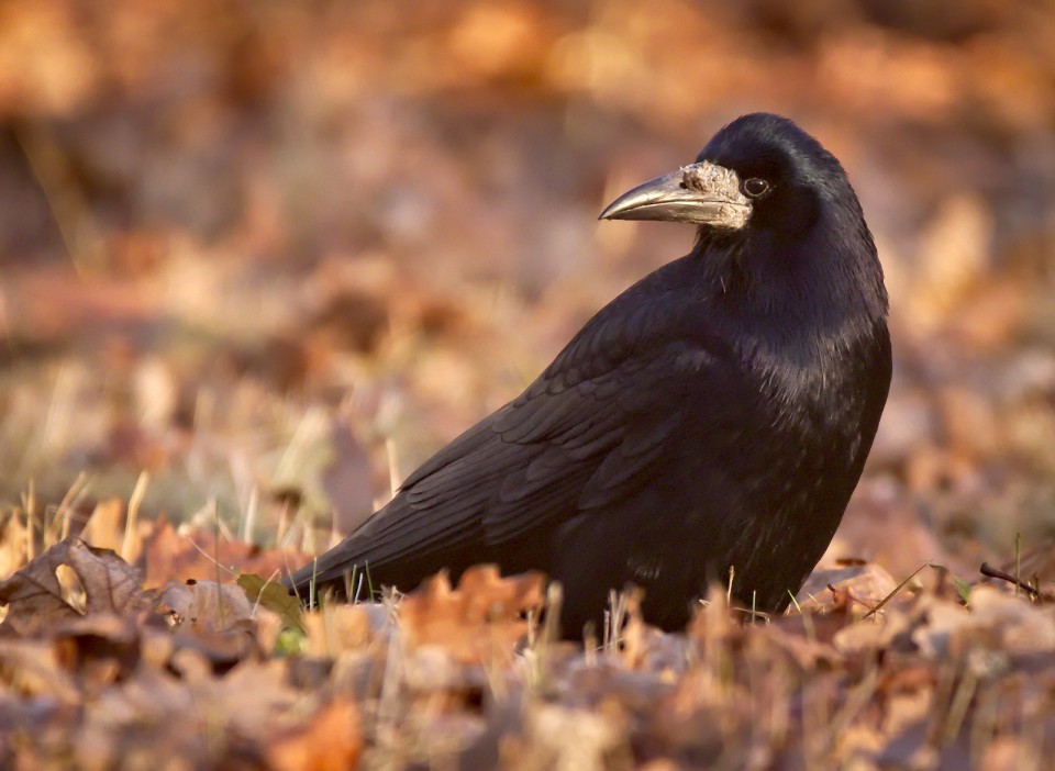 Грач — Corvus frugilegus