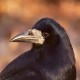 Грач — Corvus frugilegus