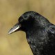 Чёрная ворона — Corvus (corone) orientalis