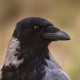 Серая ворона — Corvus (corone) cornix