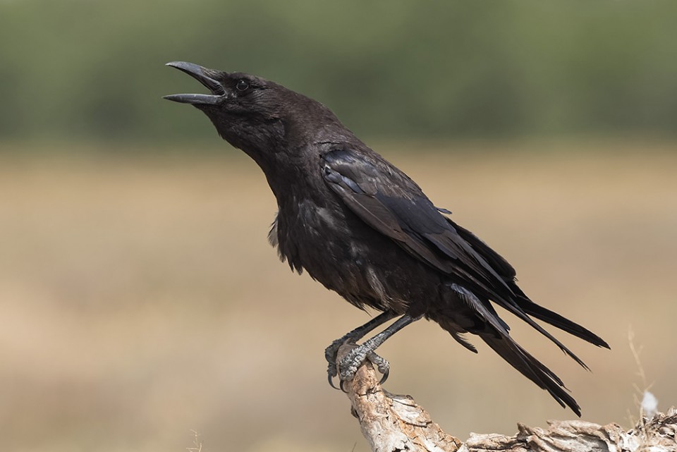 Ворон — Corvus corax