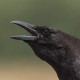 Ворон — Corvus corax