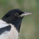 Розовый скворец — Sturnus roseus