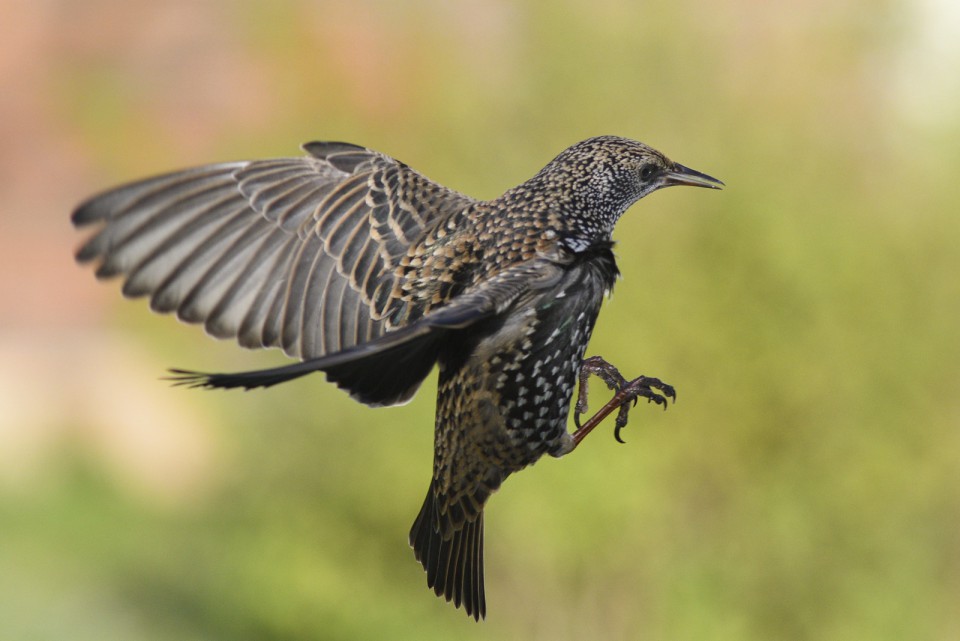 Скворец — Sturnus vulgaris