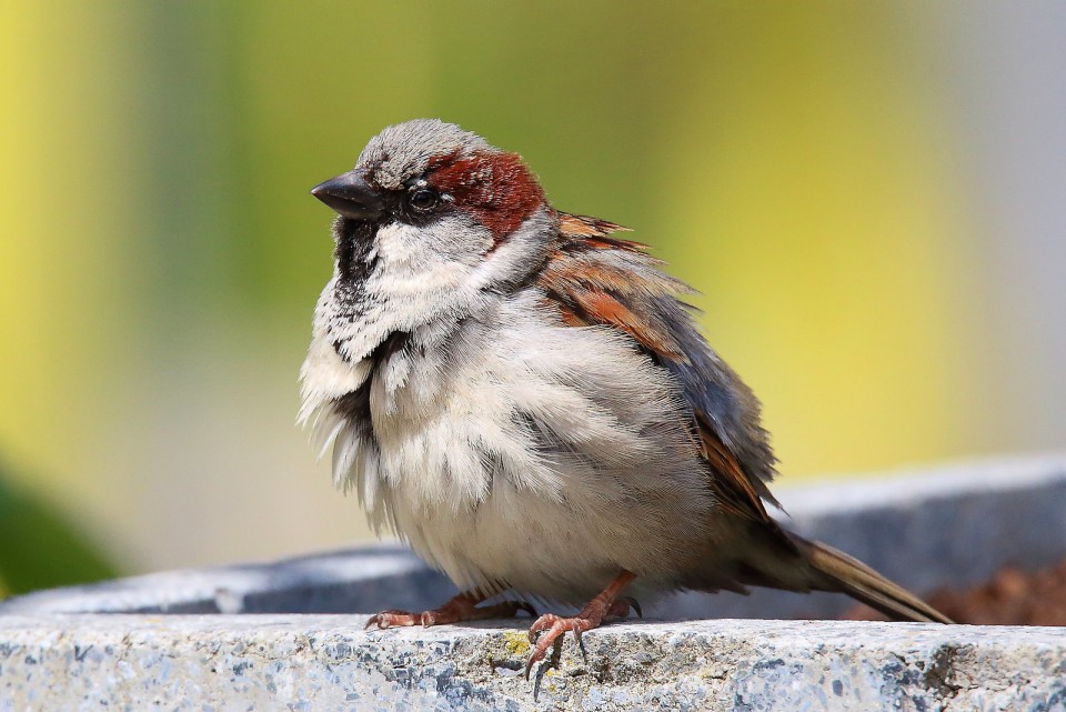 Домовый воробей — Passer domesticus