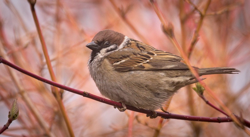 Полевой воробей — Passer montanus