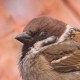 Полевой воробей — Passer montanus