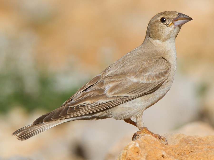 Короткопалый воробей — Carpospiza brachydaclyla