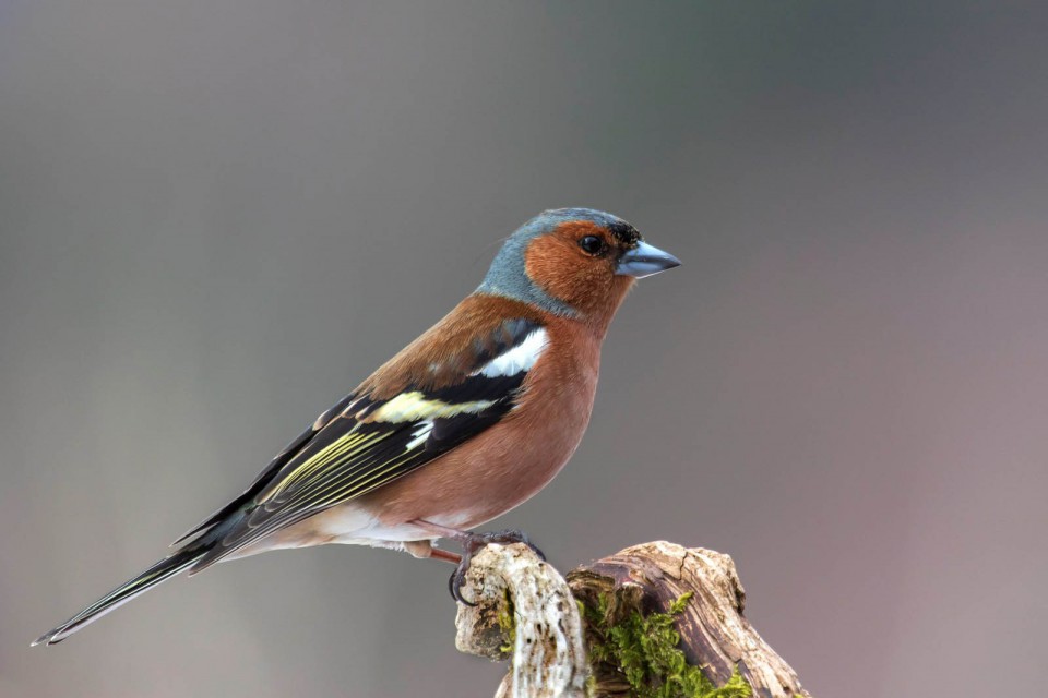 Зяблик — Fringilla coelebs