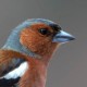 Зяблик — Fringilla coelebs