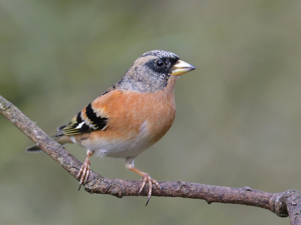 Юрок — Fringilla montifringilla