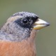 Юрок — Fringilla montifringilla