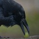 Ворон (Corvus corax)