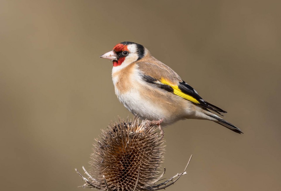 Щегол — Carduelis carduelis