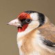 Щегол — Carduelis carduelis