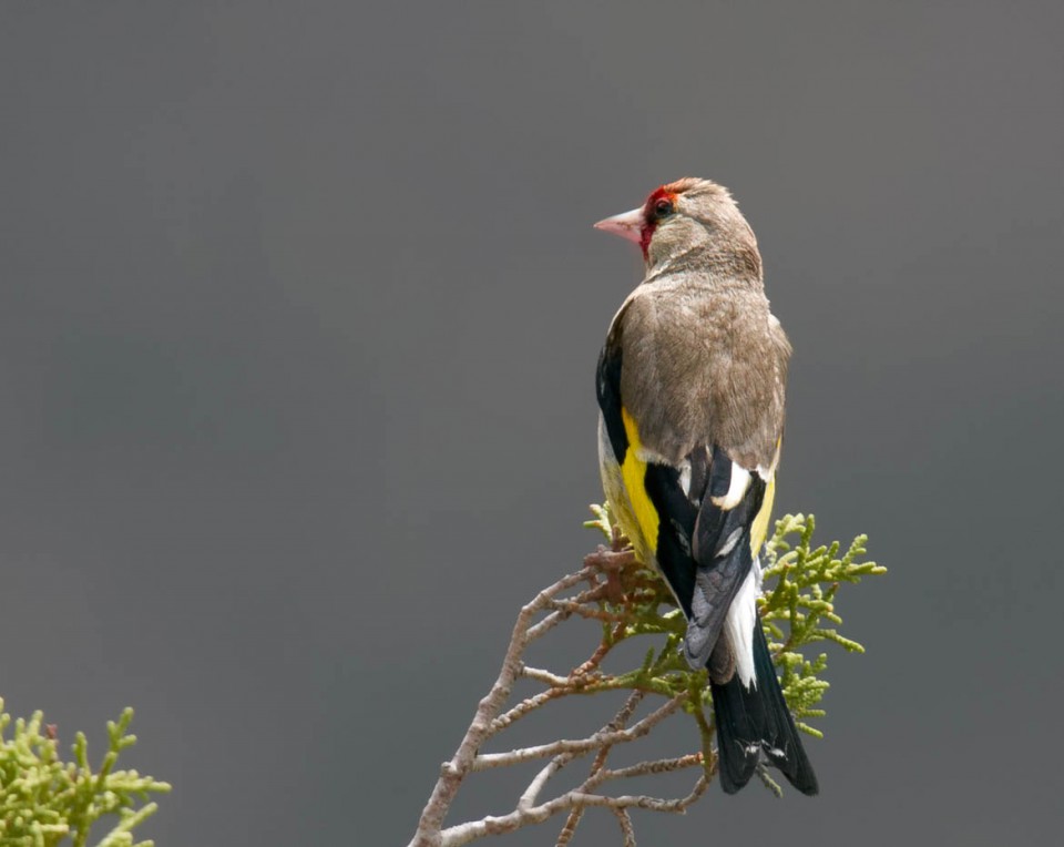 Седоголовый щегол — Carduelis caniceps