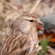 Горная коноплянка — Acanthis flavirostris