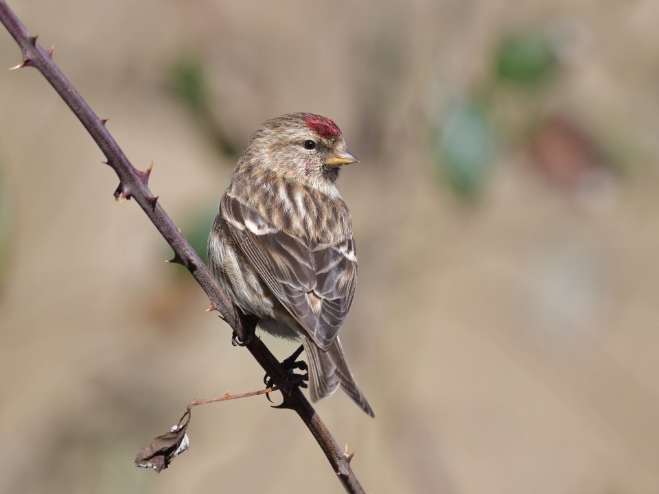 Чечётка — Acanthis flammea