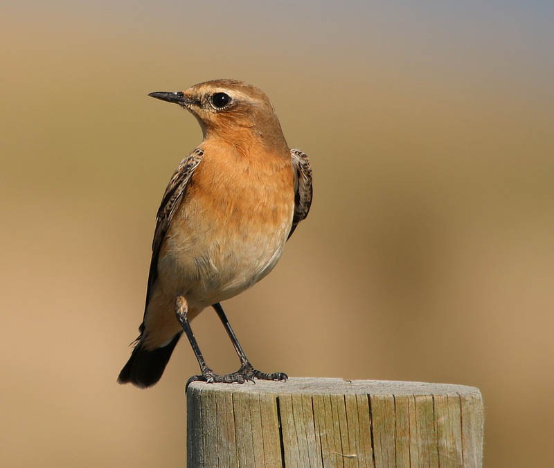 Обыкновенная каменка (Oenanthe oenanthe)