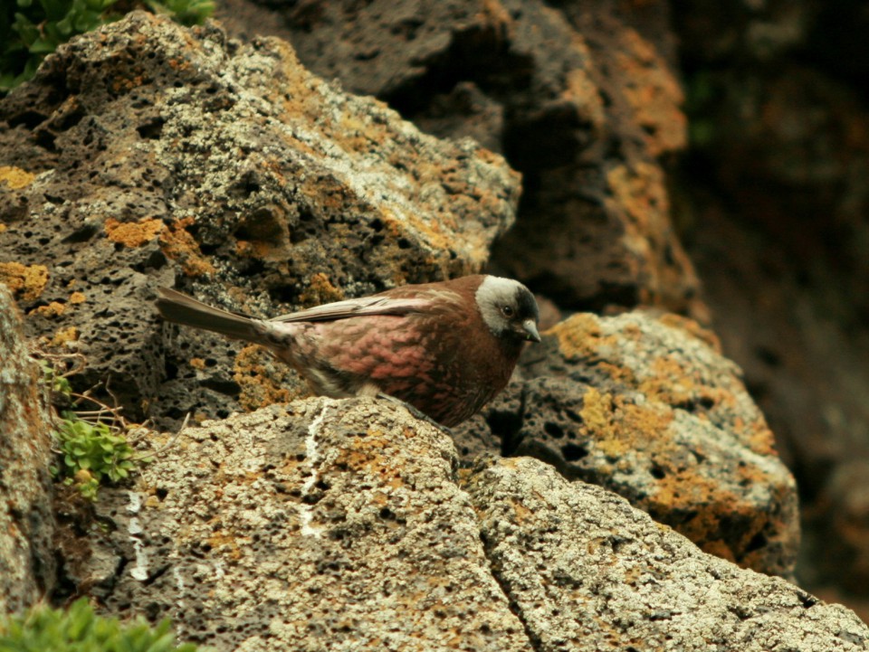 Сибирский вьюрок — Leucosticte arctoa