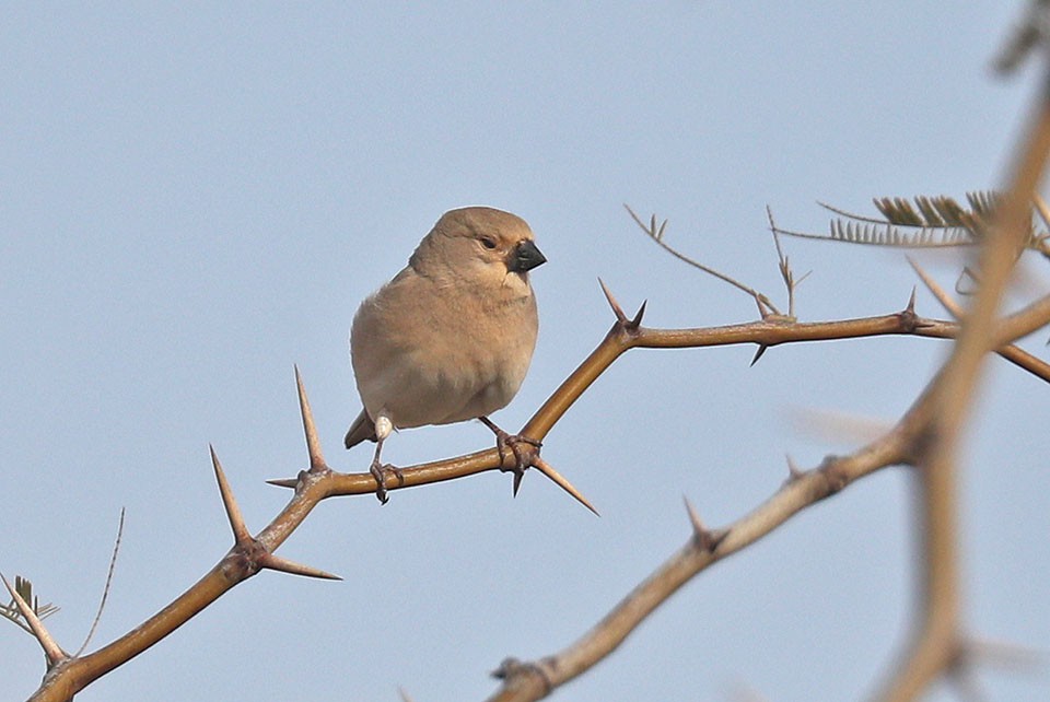 Буланый вьюрок — Rhodospiza obsoleta