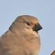Буланый вьюрок — Rhodospiza obsoleta