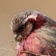 Урагус — Uragus sibiricus