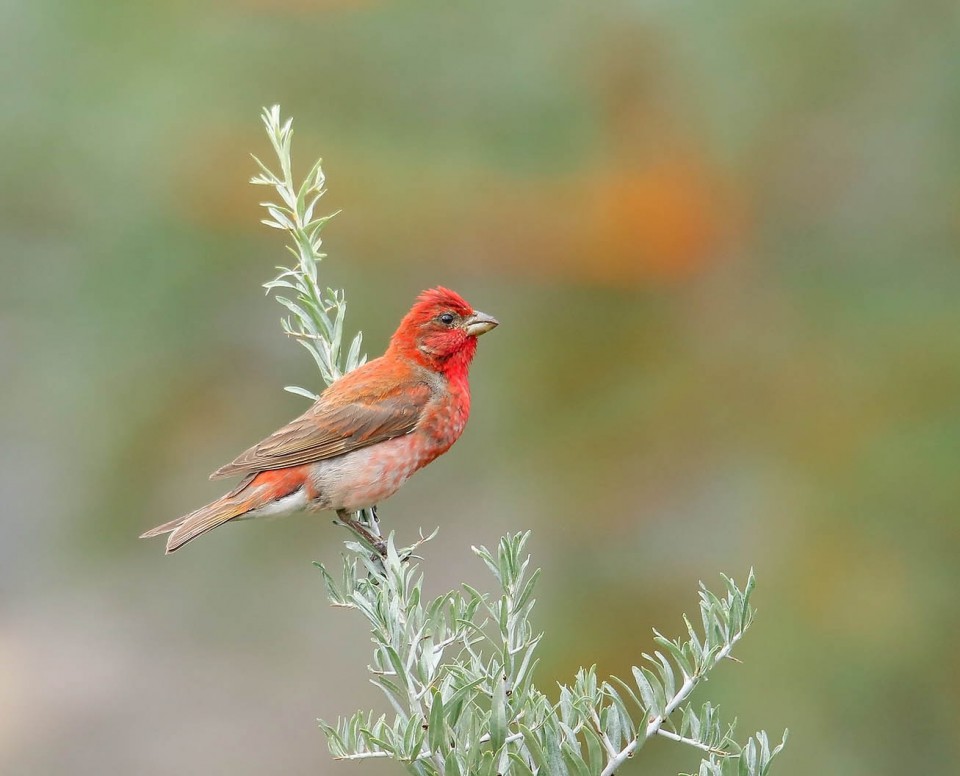 Чечевица — Carpodacus erythrinus