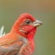 Чечевица — Carpodacus erythrinus