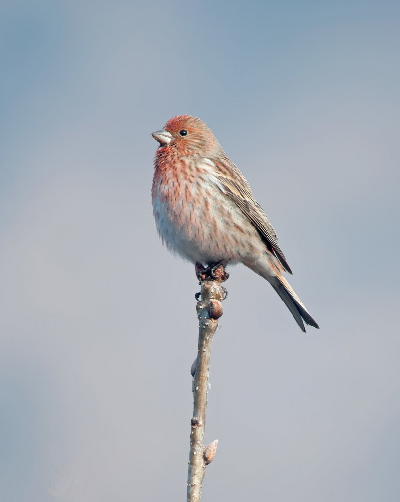 Сибирская чечевица — Carpodacus roseus