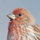 Сибирская чечевица — Carpodacus roseus