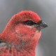 Щур — Pinicola enucleator