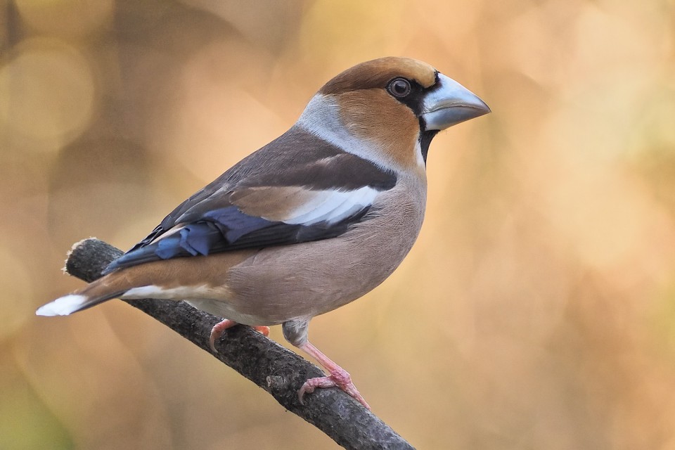 Дубонос — Coccothraustes coccothraustes