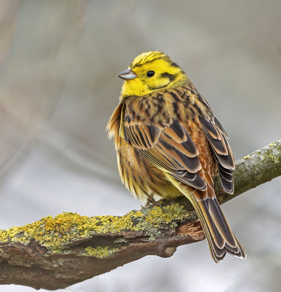 Обыкновенная овсянка — Emberiza citrinella