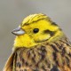 Обыкновенная овсянка — Emberiza citrinella