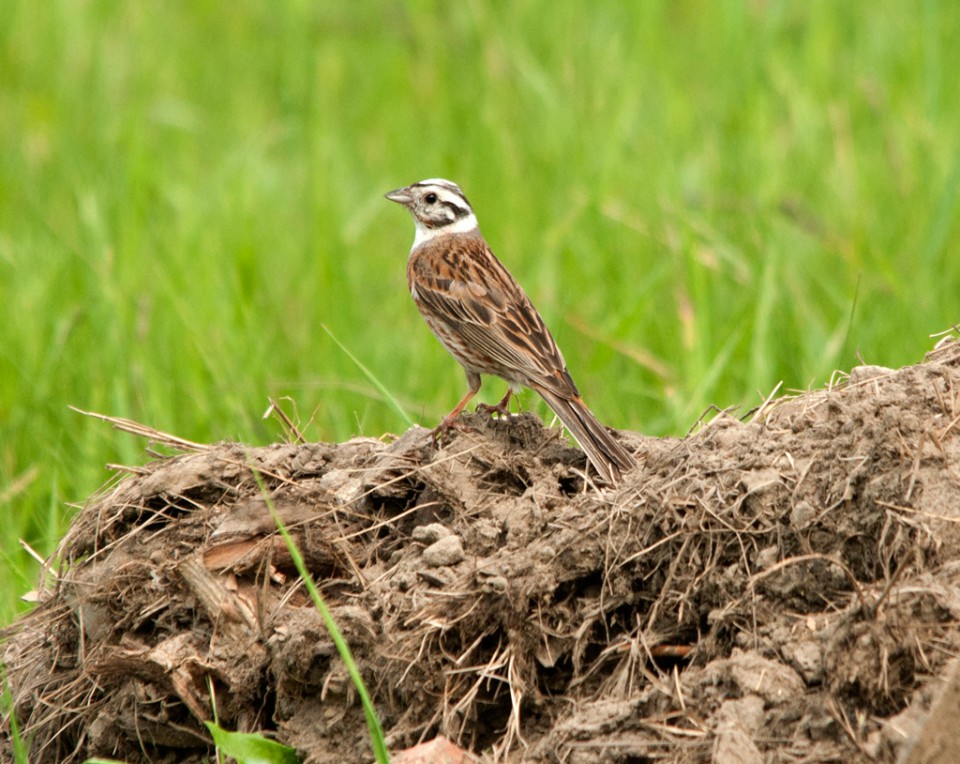 Белошапочная овсянка — Emberiza leucocephala