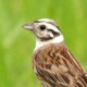 Белошапочная овсянка — Emberiza leucocephala