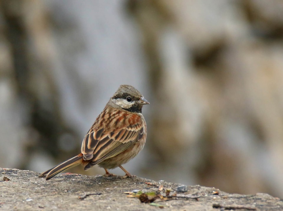 Овсянка Стюарта — Emberiza stewarti