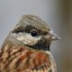 Овсянка Стюарта — Emberiza stewarti