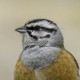 Горная овсянка — Emberiza cia