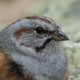 Овсянка Годлевского — Emberiza godlewskii