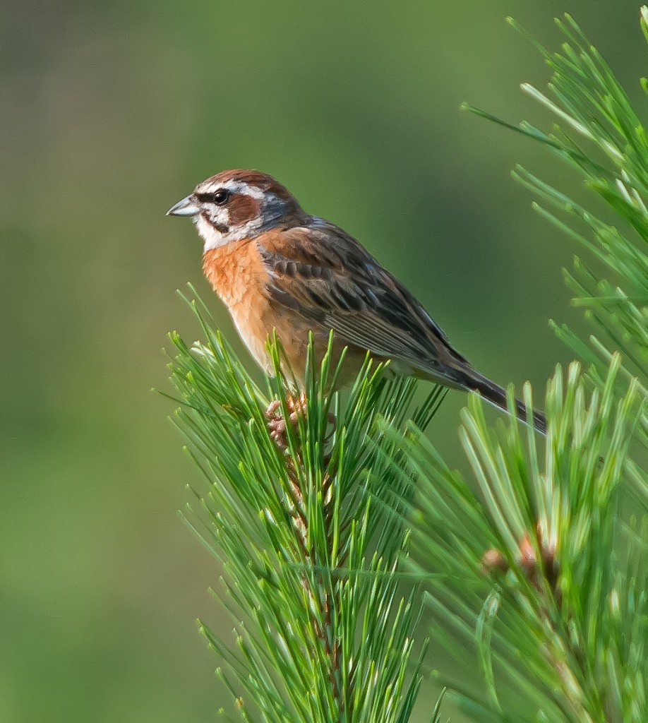 Красноухая овсянка — Emberiza cioides