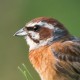 Красноухая овсянка — Emberiza cioides