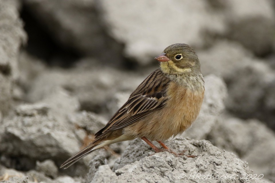 Садовая овсянка — Emberiza hortulana