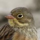 Садовая овсянка — Emberiza hortulana