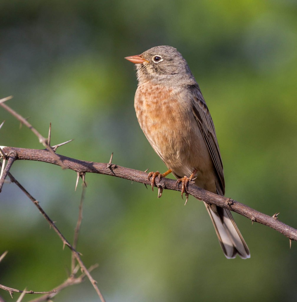 Скальная овсянка — Emberiza buchanani