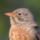 Скальная овсянка — Emberiza buchanani